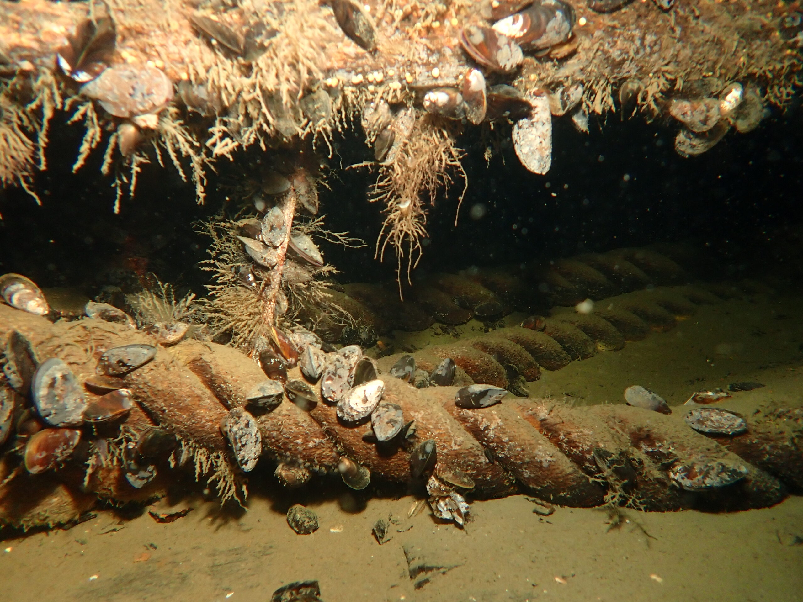 Detaljer från vraket Byggaren