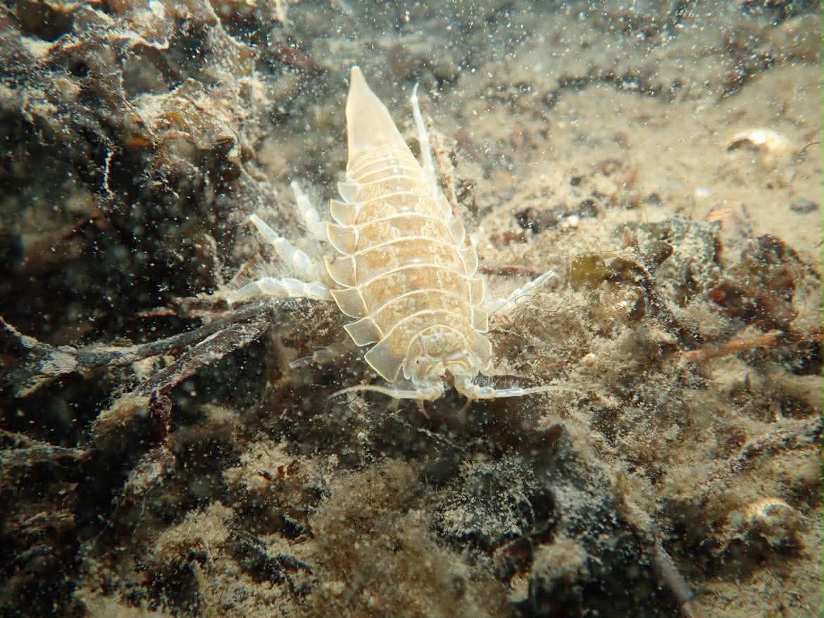 Skorv vid vraket Byggaren.